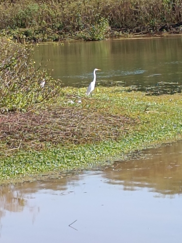 Great Egret