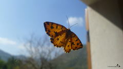 Pseudopanthera macularia