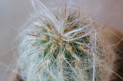 Oreocereus celsianus