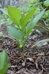 Polygonatum latifolium