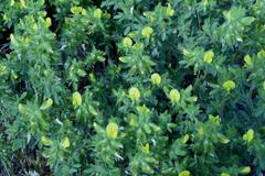 Ononis pubescens