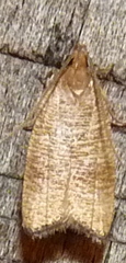 Psilocorsis cryptolechiella