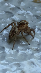 Plexippoides doenitzi