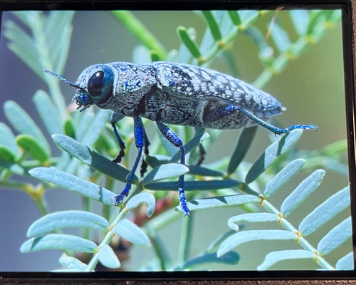 Lampetis drummondi