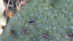 Hesperolabops gelastops