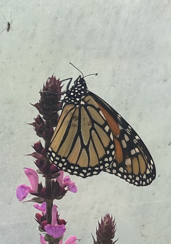 Monarch