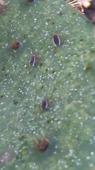 Hesperolabops gelastops