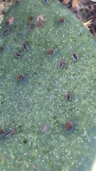 Hesperolabops gelastops