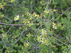 Gnidia squarrosa, photograph (c) Shaun Swanepoel, some rights reserved (CC BY)