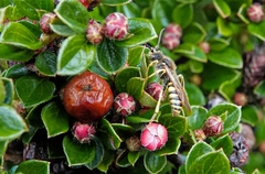 Nomada