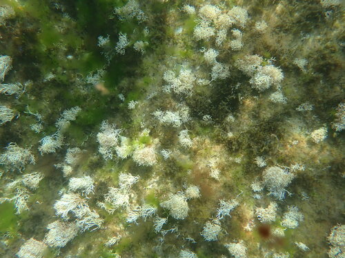 Liagora observed 2026-07-22