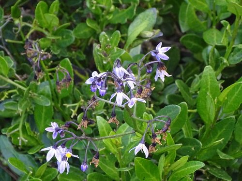 Solanum africanum, photograph 2