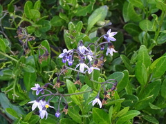 Solanum africanum, photograph (c) Shaun Swanepoel, some rights reserved (CC BY)