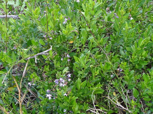 Solanum africanum, photograph 4
