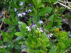 Solanum africanum, photograph (c) Shaun Swanepoel, some rights reserved (CC BY)