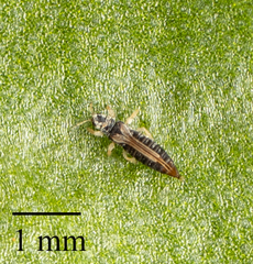 Heliothrips haemorrhoidalis
