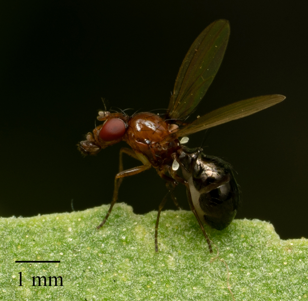 Camillidae