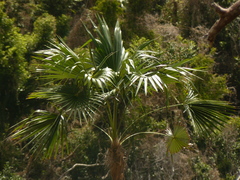 Coccothrinax alta