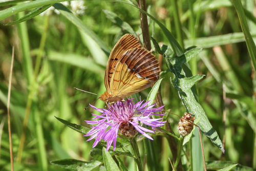 Pallas's Fritillary