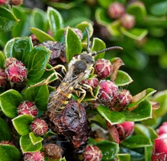 Nomada