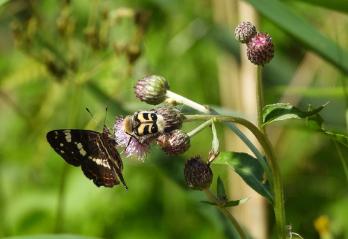 Eurasian Bee Beetle