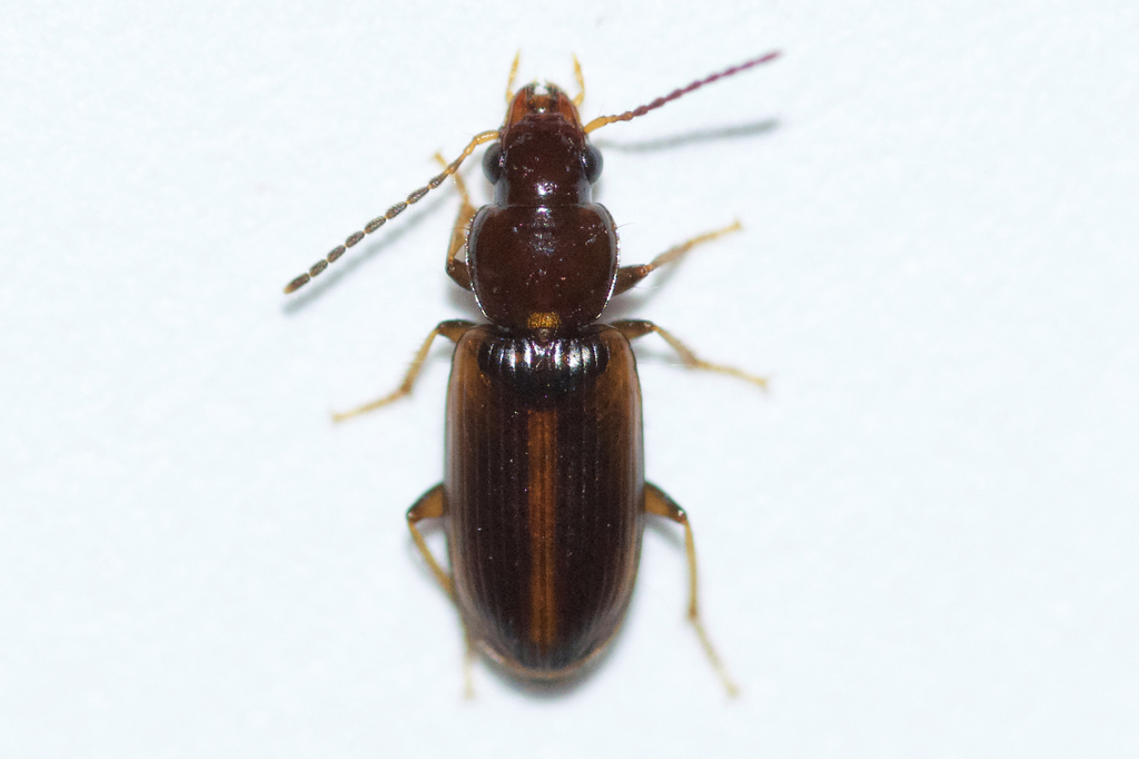 Congeneric Harp Ground Beetle