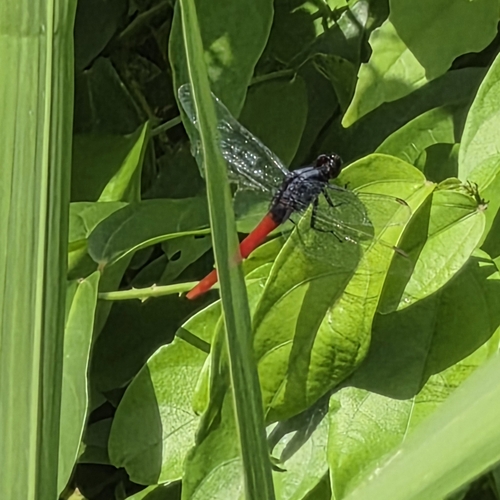 Flame-tailed Pondhawk