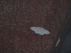 Xenoplia trivialis