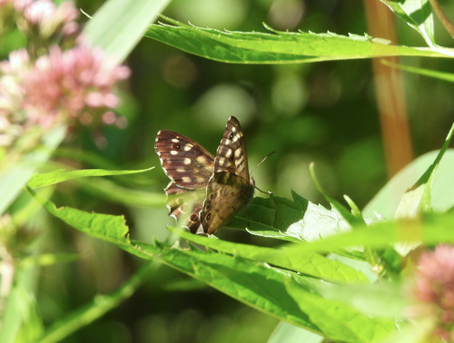 Speckled Wood