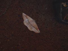 Sarcinodes yaeyamana