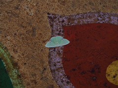 Comibaena procumbaria