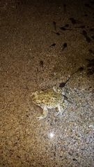 Anaxyrus microscaphus