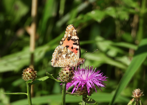 Painted Lady