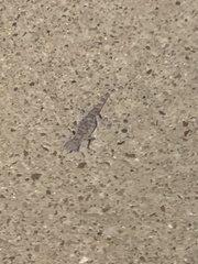 Hemidactylus turcicus