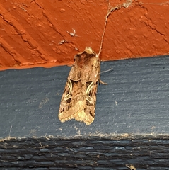 Cerastis enigmatica