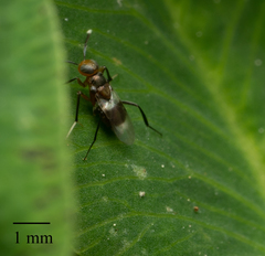 Homalotylus
