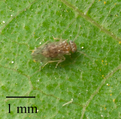 Ectopsocus strauchi