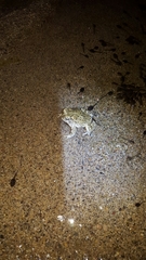 Anaxyrus microscaphus