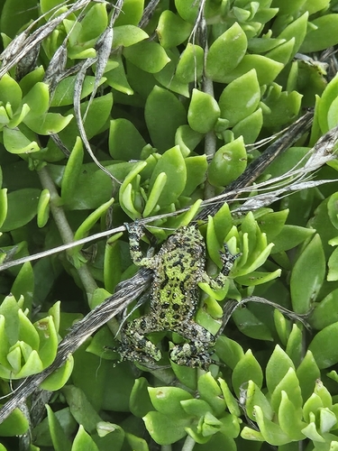Oriental Fire-bellied Toad