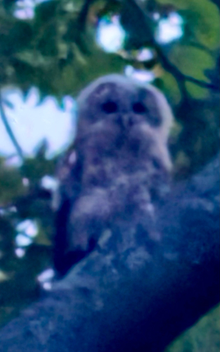 Tawny Owl