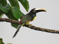 Pteroglossus aracari