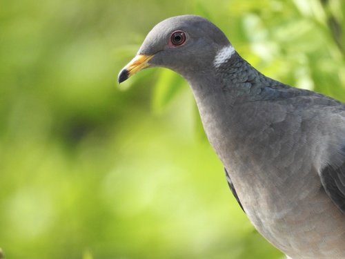 Pigeon à queue barrée (Patagioenas fasciata)