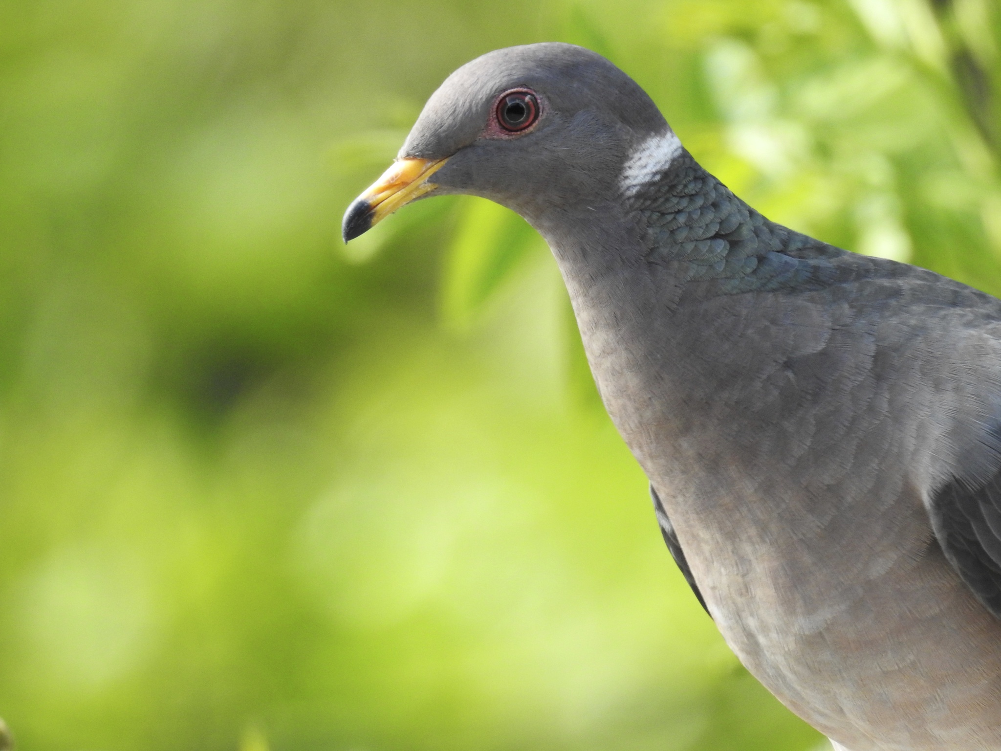 Band-tailed Pigeon (Patagioenas fasciata)