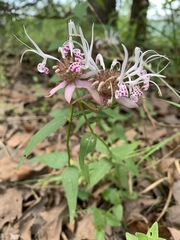 Monarda russeliana