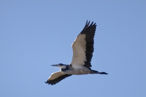 iNaturalist: (c) Mashao Tshepo Makgopa, some rights reserved (CC BY-NC), uploaded by Mashao Tshepo Makgopa iNaturalist image