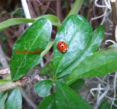 Harmonia axyridis