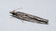 Hermenias rivulifera