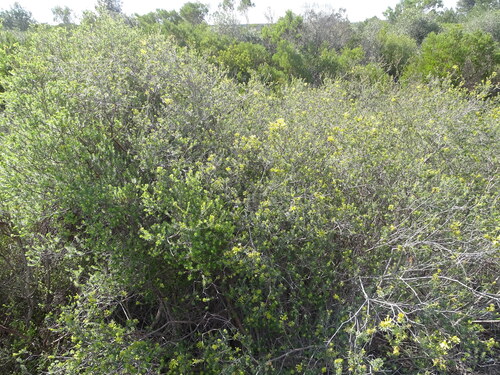 Gnidia squarrosa, photograph 5