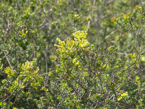 Gnidia squarrosa, photograph 4