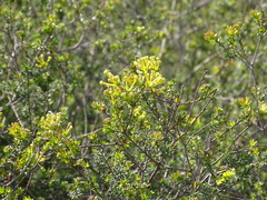 Gnidia squarrosa, photograph (c) Shaun Swanepoel, some rights reserved (CC BY)